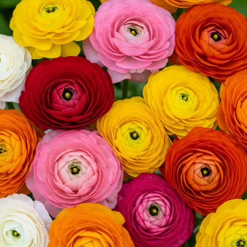 Colección Fruit Punch Ranunculus - Bombillas de colores mixtos para plantar, colorido, fácil de cultivar (10 bombillas)