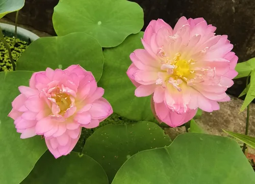 Miniatura 7 de Color mezclado Bonsai Bowl Lotus Water Lily Semillas (30 PCS)