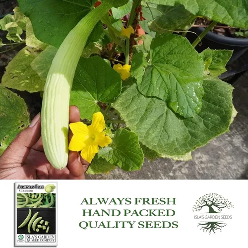 Miniatura 4 de Isla's Garden Seeds - Semillas de pepino verde pálido armenio (Cucumis sativus) – Más de 100 semillas tradicionales y sin OMG para plantar, pepinos