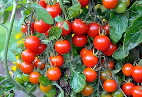 Miniatura 4 de TKE Farms & Gardens Semillas grandes de tomate cereza roja para plantar, más de 100 semillas de reliquia no transgénicas, cultivan tomates cherry