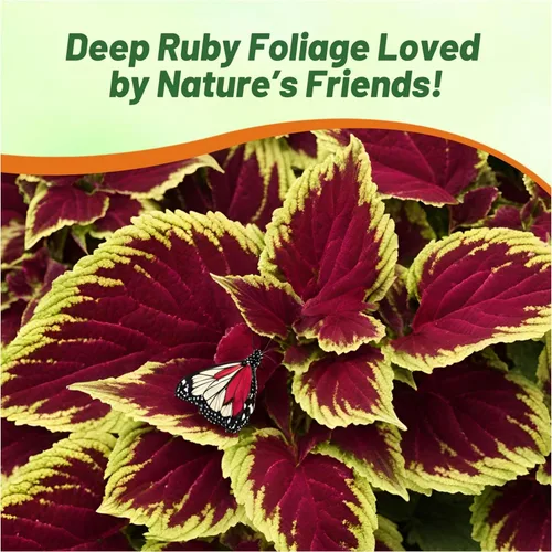 Miniatura 5 de Outsidepride 200 semillas anuales Coleus Fairway Ruby Follage Interior Casa Planta o Jardín Semillas de flores