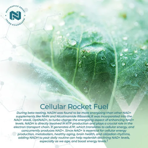 Miniatura 5 de Nootropics Depot NADH + Chlorella vulgaris (células rotas) cápsulas de 400 mg Dinucleótido de adenina de nicotinamida de 20 mg Clorofila 10 mg