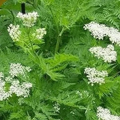 Paquete de semillas de anís, 200 semillas de hierbas, plantación de jardín, semillas de hisopo de anís (Agastache foeniculum) Sin OMG - Polinizado