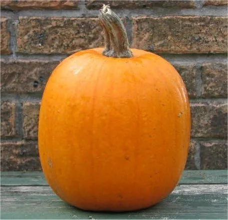 Pumpkin Jack'O Lantern Great Heirloom Vegetable by Seed Kingdom Bulk Semillas de 1 libra
