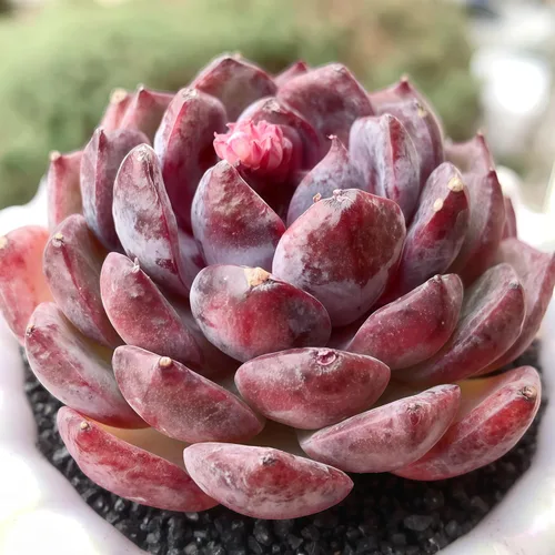 Miniatura 2 de Plantas suculentas vivas Echeveria Perle von Nürnberg, mini suculentas rojas de 3 pulgadas, raíz desnuda sin maceta, planta suculenta decoración