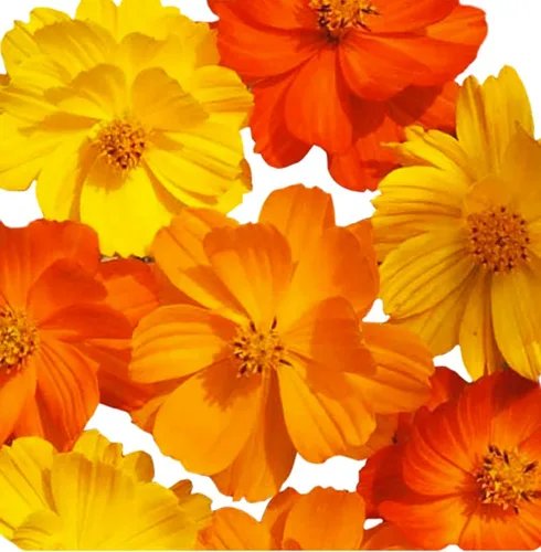 Miniatura 3 de Cosmos Seeds en una mezcla de 11 variedades, largo período de floración en todas las zonas, fáciles de cultivar