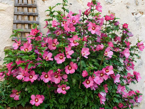 Miniatura 3 de 5 arbustos rosa afrodita rosa de Sharon Hibiscus (Althea) - Plantas vivas de 10 a 18 pulgadas de alto - Plántulas de arbustos/árboles florecientes