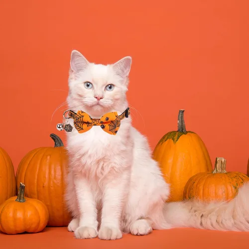 Miniatura 3 de ADOGGYGO Collares de gato de Halloween con campana de lazo, collar de moño para gatito, tela de araña, calavera, collares de Halloween para niñas