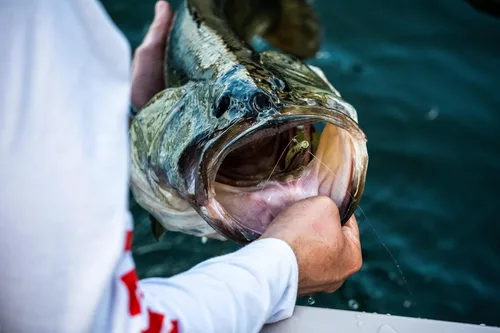 Miniatura 7 de Berkley PowerBait The Champ Minnow - Cebo suave de pesca, calabaza verde, 3.4 pulgadas