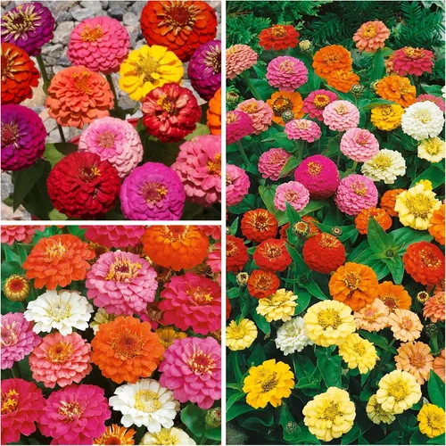 Miniatura 3 de Seed Needs Thumbelina Semillas de zinnia para plantar, flores anuales de corte enano de polinización abierta, cultiva un jardín de mariposas