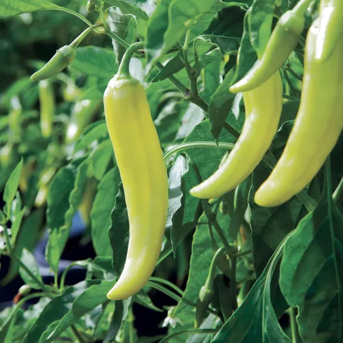 Miniatura 2 de Bonnie Plants Pimienta de plátano picante 19.3 oz. paquete de 4, amarillo