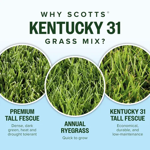 Miniatura 5 de Scotts Mezcla de semillas de césped Kentucky 31 para césped nuevo o sobresiembra, crece más gruesa y verde en comparación con otras mezclas Kentucky