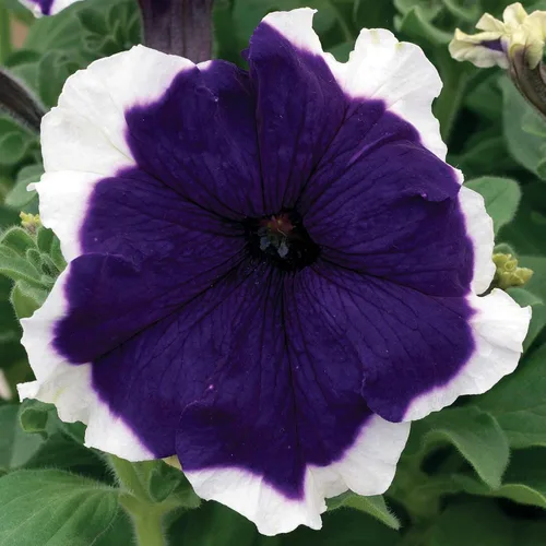 Frost Series Petunia Blue (Pelleted) ~ 25 Semillas – Petunias Bicolor Grandiflora – Sin OGM, anual – 98–105 días – Plantas de montículo de 12 a 15