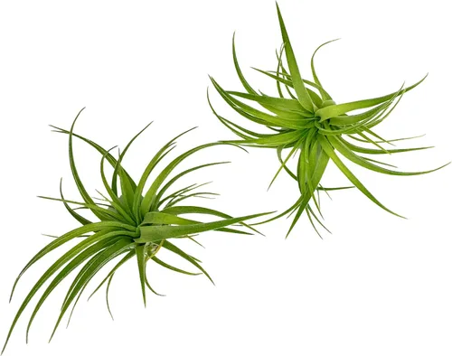 Miniatura 53 de ragnaroc Planta de Aire Viva – Tillandsia Capiput, Jumbo 6-9” - 2 unidades - Llegada Viva Garantizada - Plantas de Casa para Decoración del Hogar