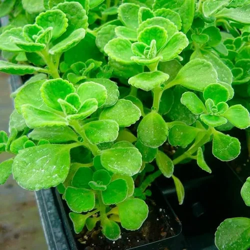 Miniatura 3 de Plectranthus Vick Plant - Maceta viva de 4 pulgadas, la planta viene sin maceta, planta suculenta Plectranthus Vick viva para plantar en interiores