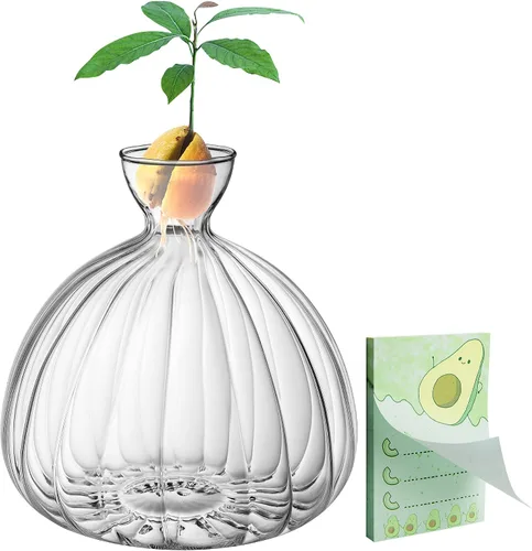 Jarrón de inicio de semillas de aguacate, contenedor de vidrio grueso para brotes de semillas de aguacate, kit de cultivo de árboles de aguacate con