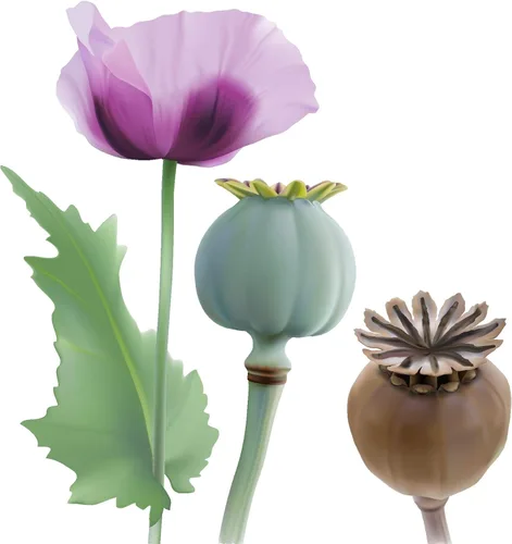 Miniatura 6 de 500 semillas de amapola gigante (Papaver Somniferum Giganteum) reliquia - Polinizado abierto