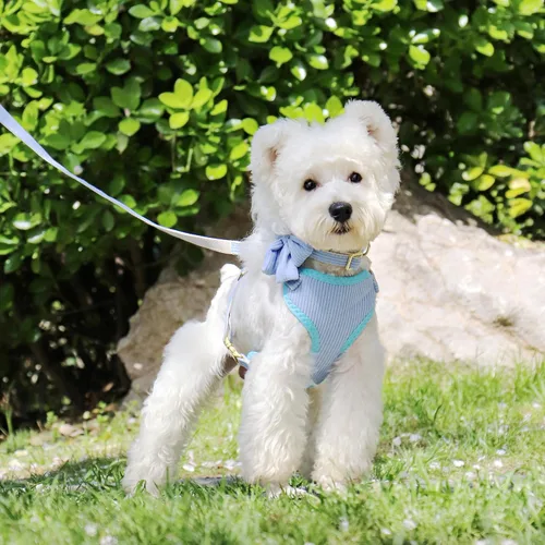 Miniatura 2 de Didog Lindo Arnés para Perro Pequeño con Collar y Correa con Moño, Arnés para Cachorros de Malla Suave y Transpirable Acolchado, Arnés para Perros