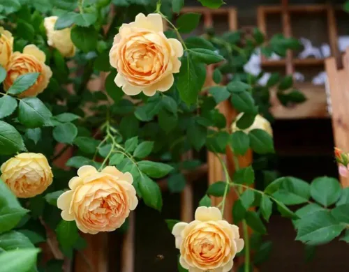 Miniatura 2 de 100 semillas de rosas trepadoras naranjas, plantas de jardín raras sin OMG