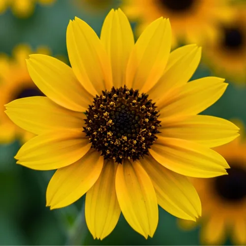 Miniatura 6 de Semillas de girasol para plantar (50 semillas por paquete) - Fácil de cultivar en un jardín de girasol diverso (belleza otoñal)
