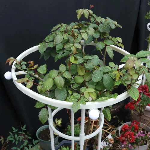Miniatura 5 de Enrejado de obelisco de jardín para plantas trepadoras, enrejado de exterior e interior para plantas en maceta, paraguas vertical de metal