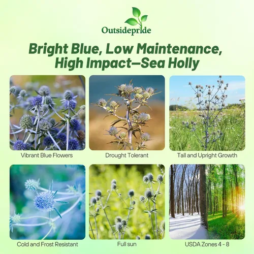 Miniatura 2 de Outsidepride 5000 Semillas Perennes Silver Blue Eryngium Planum Sea Holly Blue Flower Seeds para plantar