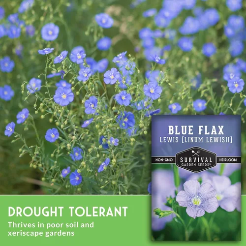 Miniatura 5 de Lewis - Semillas de lino azul para plantar, planta y cultiva flores silvestres nativas perennes tolerantes a la sequía para el jardín de tu hogar