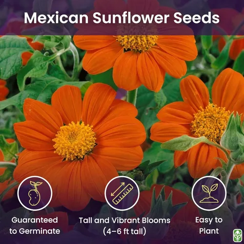 Miniatura 2 de Semillas de girasol mexicanas: atraen abejas y mariposas
