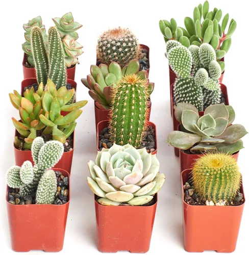 Miniatura 13 de Shop Succulents Can't Touch This Collection Surtido de plantas de cactus de interior vivas seleccionadas a mano, totalmente arraigadas, paquete