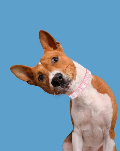 Miniatura 5 de Collar de perro para perros pequeños, collares ajustables de cuero de gamuza para perro, collar de perro rosa para gato, collar de perro con Rosa3