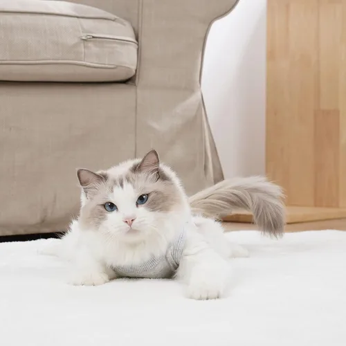 Miniatura 5 de Traje de Recuperación para Gatos para Macho y Hembra, Ropa de Post-Cirugía, Mono Suave, Camisa de Cono, Ropa de Neuter, Pañales Protectores, Blanco