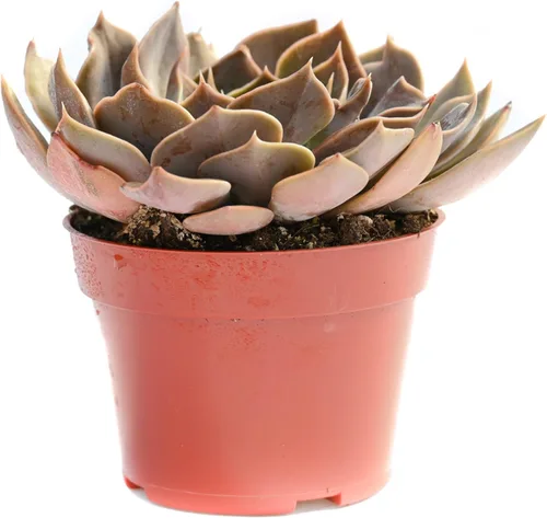 Planta suculenta Echeveria viva - Suculenta Echeveria de 4 pulgadas totalmente arraigada (Echeveria Rob Royce)