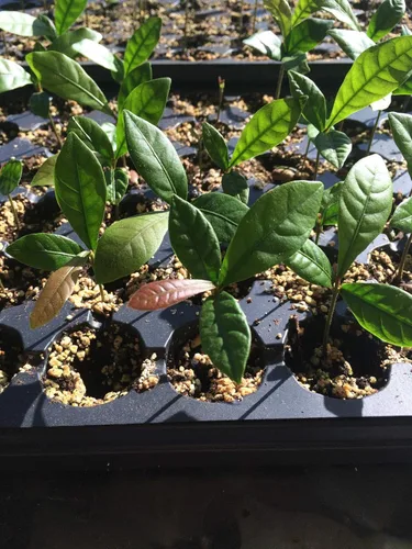 Miniatura 3 de Miracle Fruit /Planta de bayas Synsepalum dulcificum