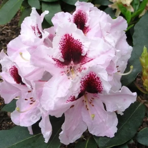 Miniatura 3 de Grandes plantas de rododendro blanco brillante de 1 galón vivas, plantas de azalea de 1 a 3 años de edad, arbustos vivos para plantar, muy bien