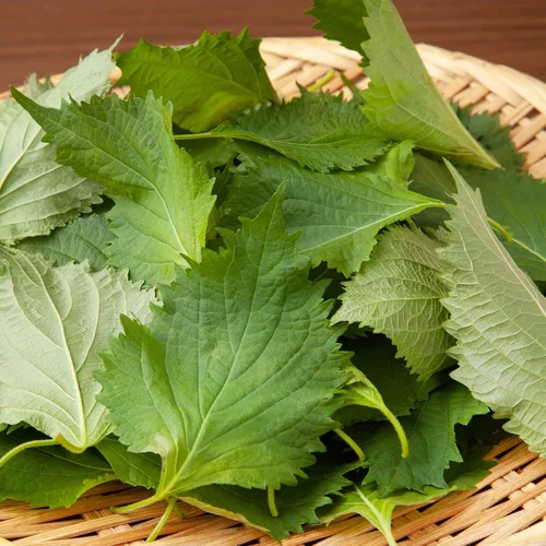 Miniatura 3 de Eden Brothers Semillas de Perilla (Shiso)