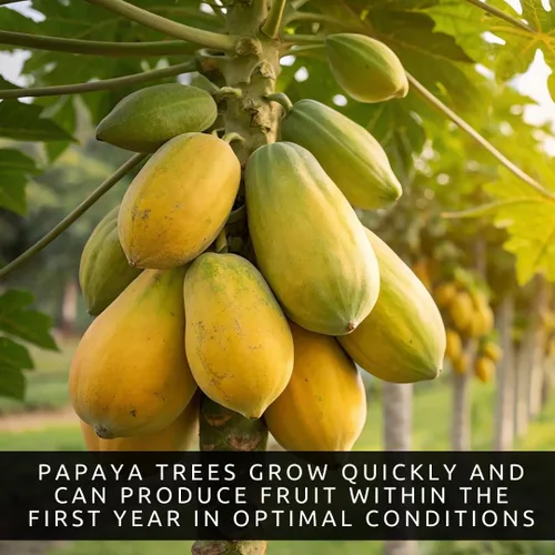 Miniatura 5 de 10 semillas de papaya enana para plantar, cultiva tu propio árbol frutal tropical en casa, patio o jardín - Sin OMG, de rápido crecimiento, frutas
