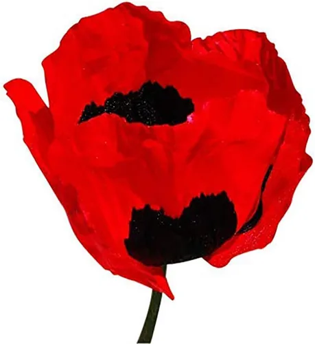 Miniatura 2 de Caja de pimiento rojo semillas de amapola - Amapola roja alta, centros negros - Anuales