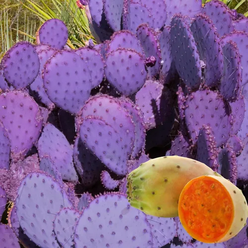 Plantas de cactus de tuna morada de 8 meses de edad, plantas vivas en macetas, 4-6 pulgadas de alto, planta viva de cactus espinoso para plantar en