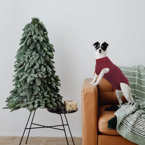 Miniatura 7 de Kuoser Traje de recuperación de cirugía para perros, traje de recuperación para perros machos hembras, mameluco para perro después de la cirugía