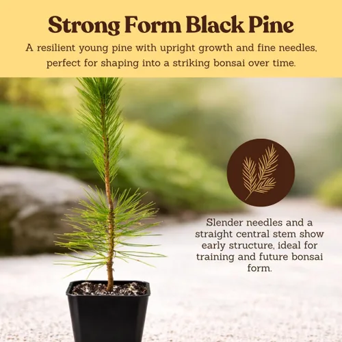Miniatura 7 de My Shelfie - Árbol bonsái de pino negro japonés, árbol bonsái alto, plantas vivas para jardín exterior o interior, maceta de 2 pulgadas