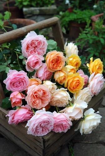 Miniatura 4 de Earth Angel Parfuma Rose, 1.5 galones en maceta, rosa rubor, planta viva Floraciones en forma de peonía, raíz propia, zonas resistentes 5-10