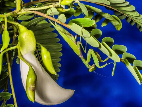 5 semillas de colibrí blanco flores brillantes como flores tropicales plantas ornamentales o estándar semillas de árbol Sesbania grandiflora