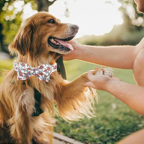 Miniatura 5 de Lionheart Glory - Collares ajustables para perros con diseño de moño y flores para perros medianos