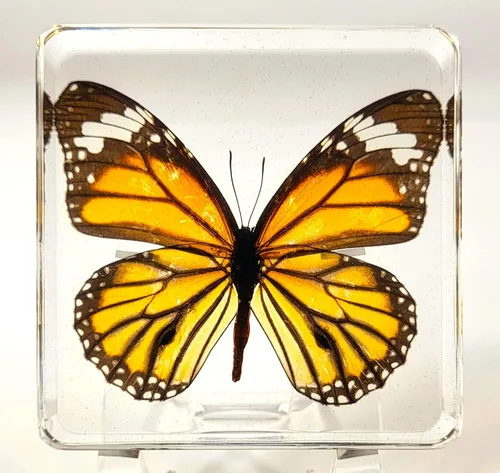 Miniatura 10 de Mariposa Bluebottle real de 2.9 pulgadas en resina de Lucite transparente, grafio, sarpedón, colección de manualidades para biología, ciencias