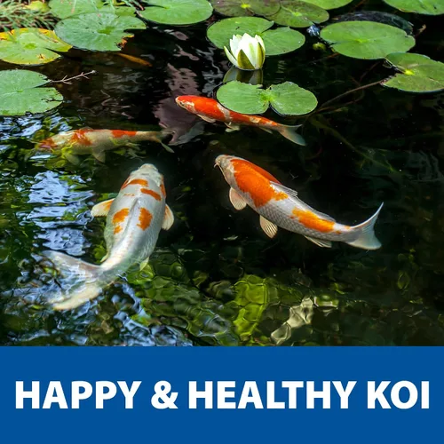 Miniatura 6 de The Pond Guy Spring & Fall - Alimento para peces con germen de trigo para Koi y Goldfish, pellets flotantes prémium para clima frío, fórmula