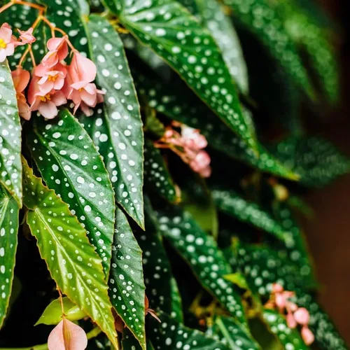 Miniatura 2 de Combo de 4 begonias plantas de interior vivas para interiores, planta viva de begonia maculata de ala de ángel, begonias de lunares para exteriores