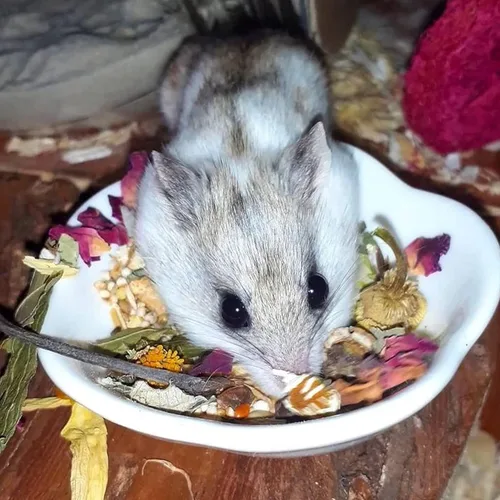 Miniatura 5 de Exotic Nutrition Herbivore Treats - Paquete de 6 golosinas saludables para animales pequeños – Ardillas, cobayas, conejos, chinchillas, perros