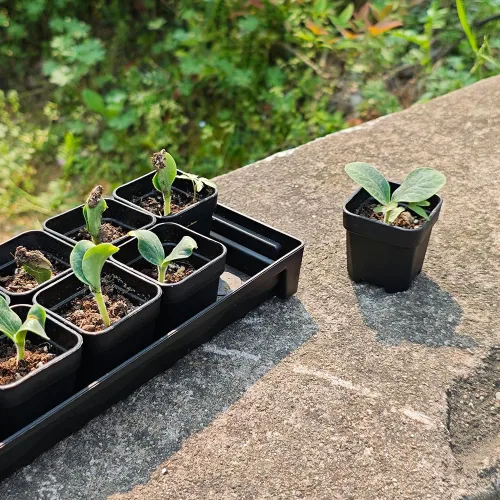 Miniatura 6 de Paquete de 200 macetas cuadradas de plástico negro de 1.95 pulgadas para vivero y plántulas, mini maceta de trasplante con orificio de drenaje