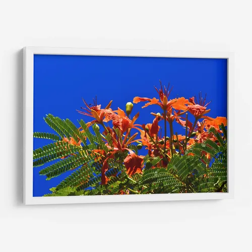 Miniatura 10 de Canvas Lab Lienzo decorativo para pared Árbol Flamboyan, Cancún por el artista Luis Velasco – Tamaño: 12 x 8 in - Tema: Botánico, Floral,Naturaleza