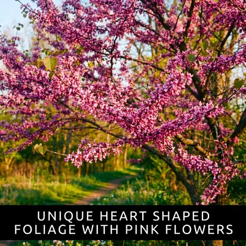 Miniatura 5 de Plántulas de árbol de Redbud oriental para plantar, increíbles flores de primavera rosadas (2 plántulas) - No se envía a California